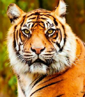 In search of migratory tigers in the forest of CCF Chirodi | स्थलांतरित वाघाच्या शोधार्थ सीसीएफ चिरोडीच्या जंगलात