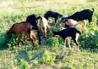 They 'got' them from a creative experiment | कल्पक प्रयोगातून ‘त्यांना’ मिळाले आत्मभान