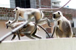 Marcello suffered a farmer | मर्कटलीलांनी शेतकरी त्रस्त