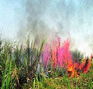 Mandovagon 46 acres of sugarcane | मांडवगणला ४६ एकर ऊस खाक Mandovagon 46 acres of sugarcane | मांडवगणला ४६ एकर ऊस खाक