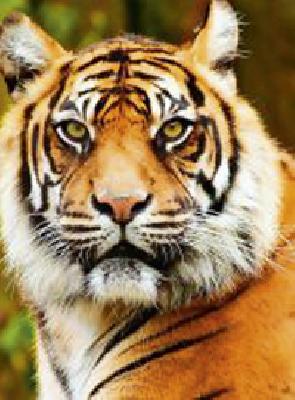 Nandotoy Tiger dryly in the rich forest of Pohra-Chirodi | पोहरा-चिरोडीच्या समृध्द जंगलात सुखाने नांदतोय वाघ