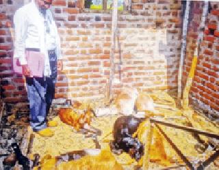 In a leopard attack, goats and goats killed | बिबट्याच्या हल्ल्यात शेळ्या व बोकड ठार In a leopard attack, goats and goats killed | बिबट्याच्या हल्ल्यात शेळ्या व बोकड ठार