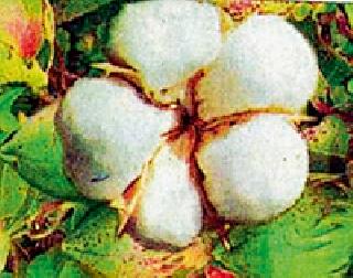 Sell cotton in a wasteful price | कापसाची कवडीमोल भावात विक्री Sell cotton in a wasteful price | कापसाची कवडीमोल भावात विक्री