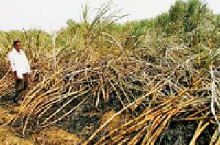 Burning of three acres of sugarcane at Savana | सवना येथे तीन एकरातील ऊस जळाला