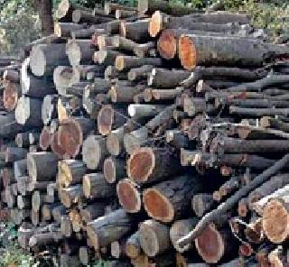 Millions of open spaces of slaughter houses! | कोट्यवधींच्या वृक्षांची खुलेआम कत्तल!