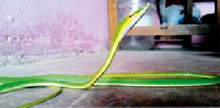 Rare snake found in Warda | वर्धेत आढळला दुर्मिळ हरणटोळ साप