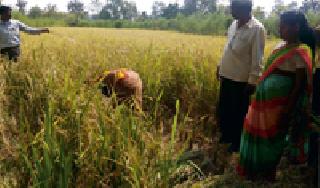 The officer reached the building | अधिकारी पोहोचले बांधावर