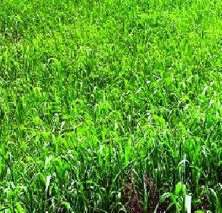 Sorghum sowing is still low | ज्वारीची पेरणीही यंदा कमीच Sorghum sowing is still low | ज्वारीची पेरणीही यंदा कमीच