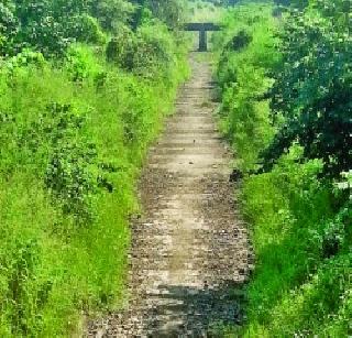 Tree Shrubs Empire of the Shrubs | सूर्याच्या कालव्यांत झाडाझुडुपांचे साम्राज्य Tree Shrubs Empire of the Shrubs | सूर्याच्या कालव्यांत झाडाझुडुपांचे साम्राज्य