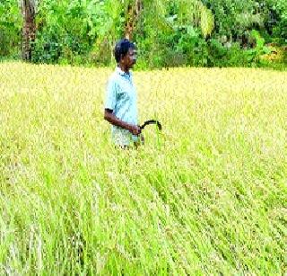 Relief for crops due to rain | पावसामुळे पिकांना दिलासा