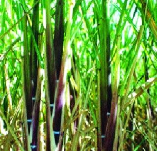 Action taken if there is delay in work | कामात दिरंगाई आढळल्यास कारवाई Action taken if there is delay in work | कामात दिरंगाई आढळल्यास कारवाई