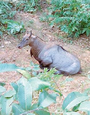 Nilgai killed in a wheelchair | चारचाकी वाहनाच्या धडकेत नीलगाय ठार