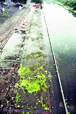 Dirt becomes dirty; Water is also green | घाट झाले गलिच्छ; पाणीही हिरवेगार