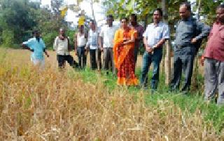 Paddy crop destroyed by pandemic | धान पीक रोगराईने नष्ट
