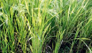 Only 15 percent of the crop in the district | जिल्ह्यात केवळ १५ टक्केच धान कापणी