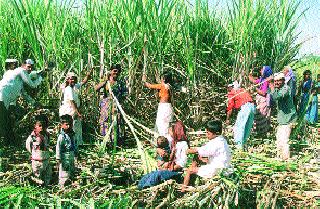 The launch of the Kadaw's crushing season on November 3 | कादवाच्या गळीत हंगामाचा ३ नोव्हेंबरला शुभारंभ