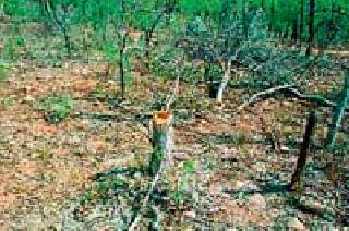 On the way to extinction of valuable forest resources | मौल्यवान वनसंपदा नामशेष होण्याचा मार्गावर On the way to extinction of valuable forest resources | मौल्यवान वनसंपदा नामशेष होण्याचा मार्गावर