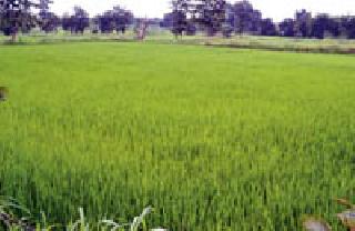 Purchase of 7,80,615 quintals of rice in the previous season | मागील हंगामात ७,८०,६१५ क्विंटल धान खरेदी