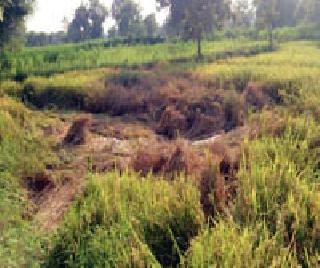 Tundutada on Ranchi: | धानपिकावर तुडतुडा : Tundutada on Ranchi: | धानपिकावर तुडतुडा :