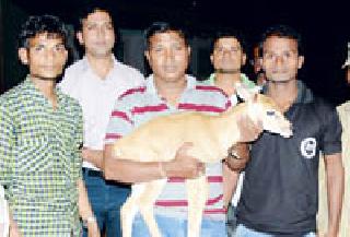 Pilgrim life of Nilgai | नीलगाईच्या पिलाला जीवनदान