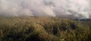 Paddy graffiti was made in the village | पारडी गावातील धानाचे पुंजणे पेटविले