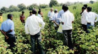 The villages learn intensive cotton cultivation technology | ग्रामस्थांनी जाणून घेतले सघन कापूस लागवडीचे तंत्रज्ञान