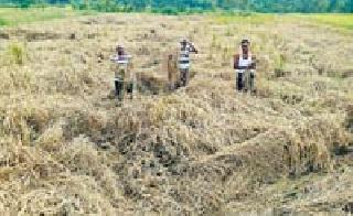 Kidney Paddy Becomes Meat | किडीने धान बनले तणस Kidney Paddy Becomes Meat | किडीने धान बनले तणस