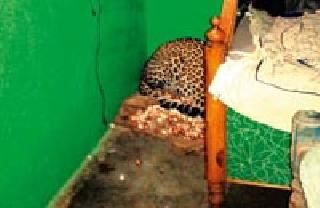 Than Tha Mandalay Thana Thana | बिबट्याने मांडले घरात ठाण Than Tha Mandalay Thana Thana | बिबट्याने मांडले घरात ठाण