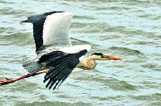 Cold winter: Visiting foreign migratory birds | चाहूल थंडीची : विदेशी स्थलांतरित पक्ष्यांचेही दर्शन