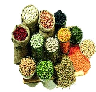 Pulses should be driven by the product! | कडधान्य उत्पादनास चालना देणार! Pulses should be driven by the product! | कडधान्य उत्पादनास चालना देणार!