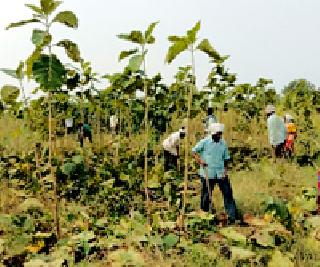 Responsibility for protecting forests - AKQwar | वनांचे रक्षण करणे सर्वांचीच जबाबदारी - आक्केवार