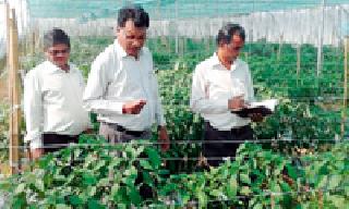 Production of bananas in two and a half lakh acres | अडीच एकरात साडेनऊ लाखांच्या केळींचे उत्पादन