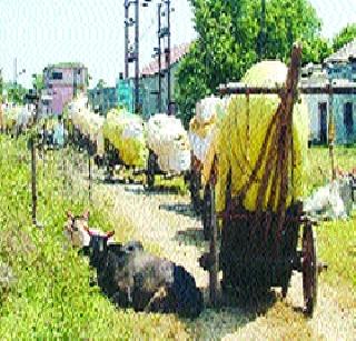 CCI cotton buys delay! | सीसीआयचा कापूस खरेदीस विलंब! CCI cotton buys delay! | सीसीआयचा कापूस खरेदीस विलंब!