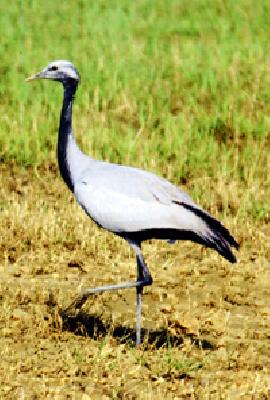 North African demosial crane Gondiya | उत्तर आफ्रिकेतील डेमोसियल क्रेन गोंदियात