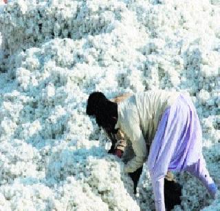 Private cotton procurement is 33 lakhsq. | खासगी कापूस खरेदी ३३ लाख क्ंिवटल! Private cotton procurement is 33 lakhsq. | खासगी कापूस खरेदी ३३ लाख क्ंिवटल!