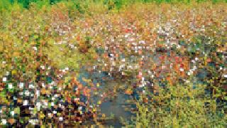 Kalaar's canal split | ‘कोलार’चा कालवा फुटला