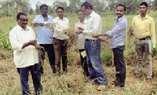 Survey of Agriculture Department in Savangi area | सावंगी परिसरात कृषी विभागाची पाहणी