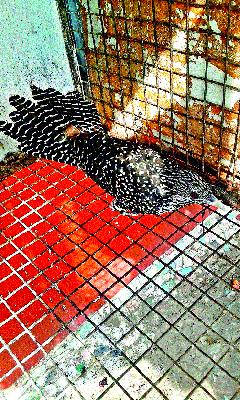 Victims of birds by the crackers | फटाक्यांच्या धडाक्याने पक्ष्यांचा बळी