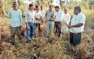 Diseased Phenomaniac Surveys | रोगग्रस्त धानपीक नुकसानीचे सर्वेक्षण