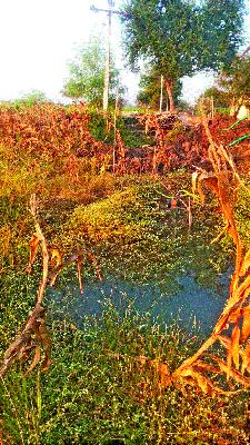 Fear of neglect in the famine | दुष्काळात दुर्लक्ष केल्याने संताप Fear of neglect in the famine | दुष्काळात दुर्लक्ष केल्याने संताप