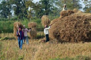 Crop preparation: | तयारी मळणीची :