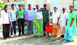 Saline water to trees | वृक्षांना सलाईनद्वारे पाणी Saline water to trees | वृक्षांना सलाईनद्वारे पाणी