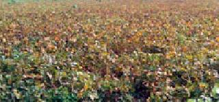 Within 1.3340 paise 50 in the village | १,३४० गावातील पैसेवारी ५० च्या आत