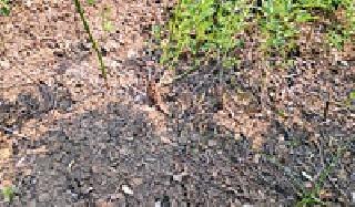 'Phytopathra bleit' threatened to hit the crop! | ‘फायटोप्थेरा ब्लाईट’मुळे तुरीचे पीक धोक्यात! 'Phytopathra bleit' threatened to hit the crop! | ‘फायटोप्थेरा ब्लाईट’मुळे तुरीचे पीक धोक्यात!