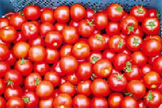 Sounds of sweet gourd tomato | आंबटगोड टमाटरही देताहेत चटके