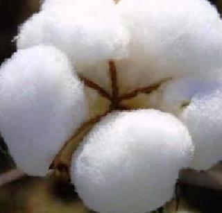 Cotton growers wait for advance bonus | कापूस उत्पादकांना अग्रिम बोनसची प्रतीक्षा