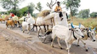 Cotton purchase of 5 lakh quintals in the district | जिल्ह्यात पाच लाख क्विंटल कापसाची खरेदी