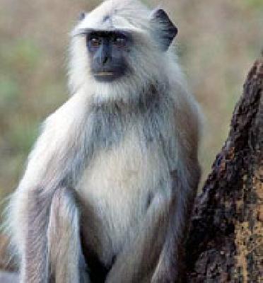 Chopped monkeys bite six people | चवताळलेल्या माकडाचा सहा जणांना चावा