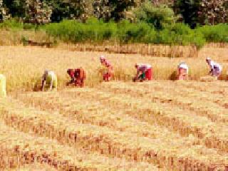 Paddy harvesting season: | धान कापणीचा हंगाम जोरात :
