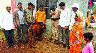 Scorpion in the mirror | महिरावणीत बिबट्याचा धुमाकूळ